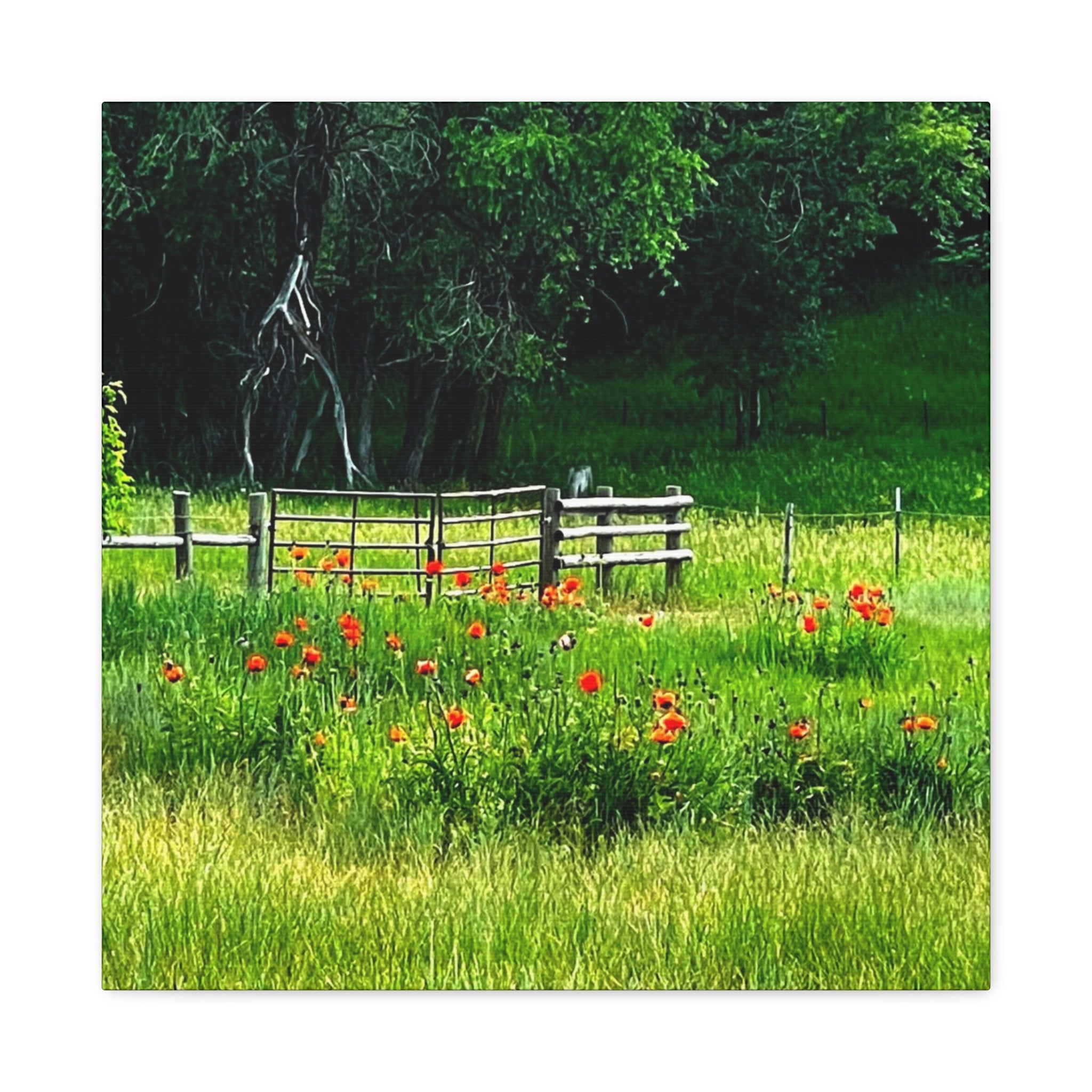 Utah Poppy Field Canvas Wrap