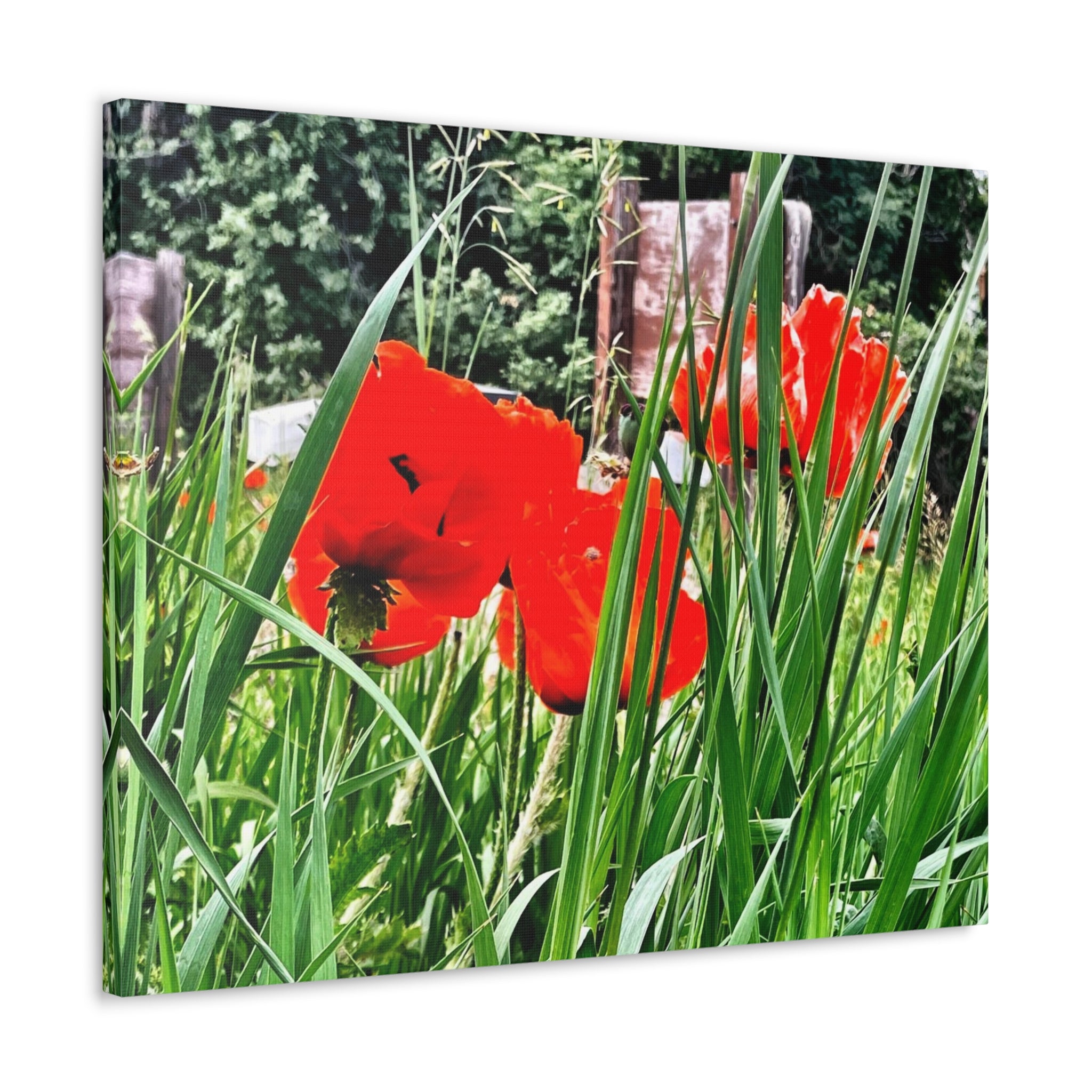 Utah Poppies Canvas Wrap