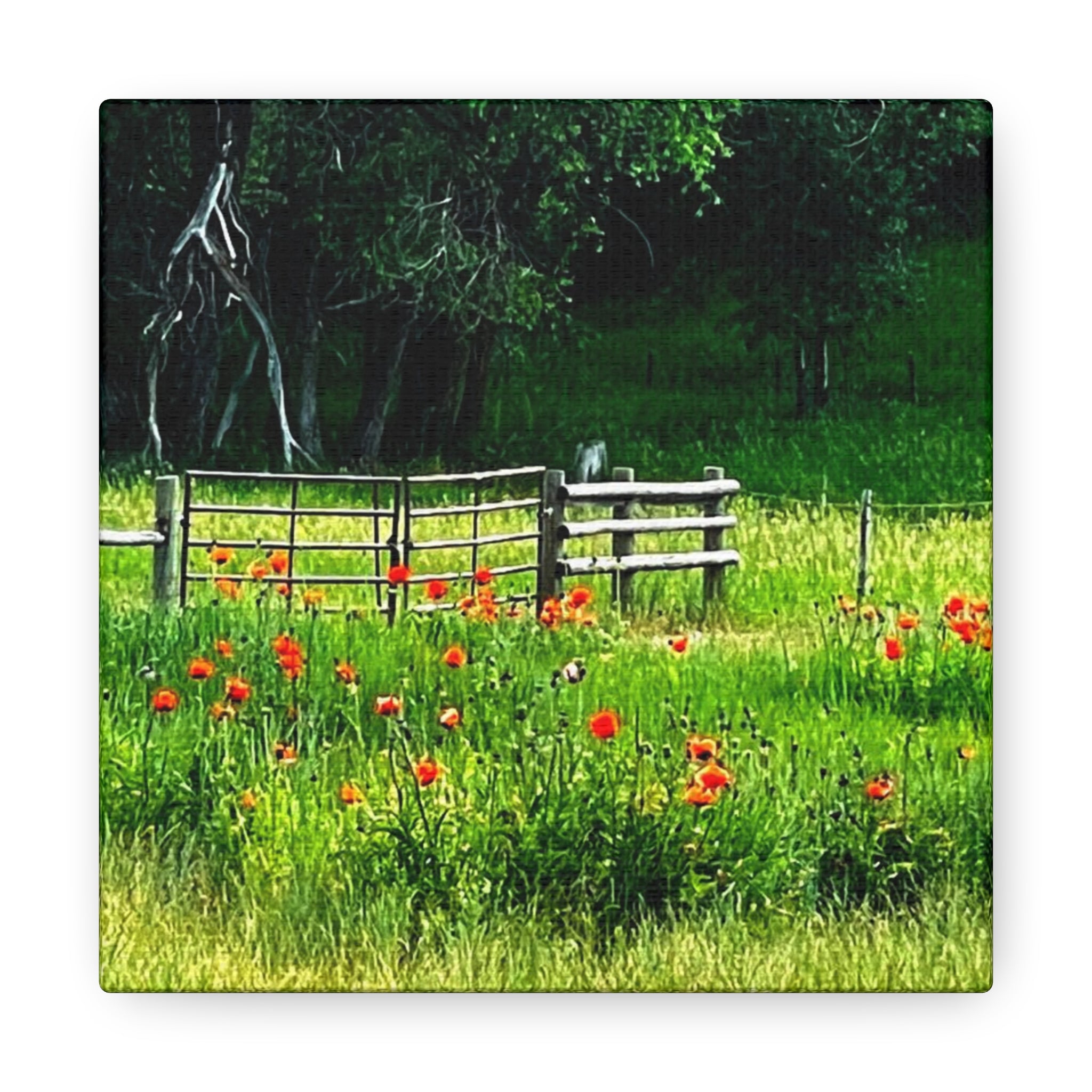 Utah Poppy Field Canvas Wrap