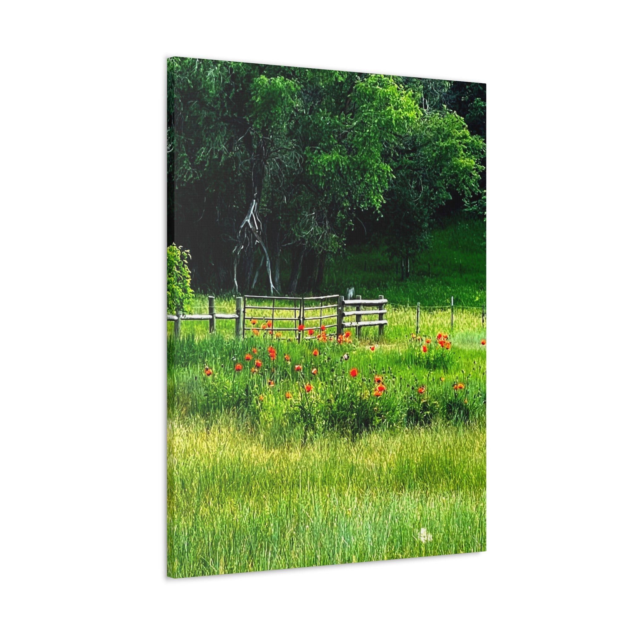 Utah Poppy Field Canvas Wrap