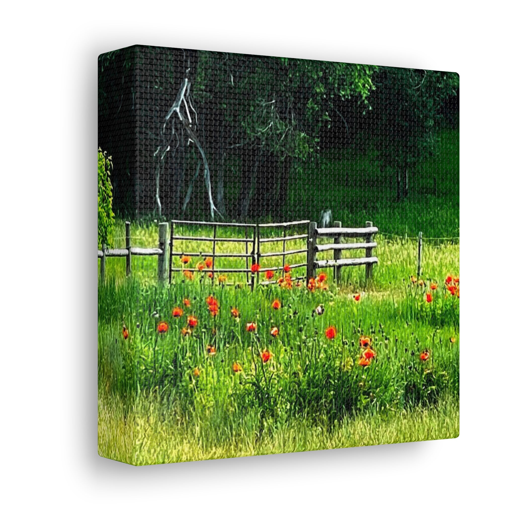 Utah Poppy Field Canvas Wrap