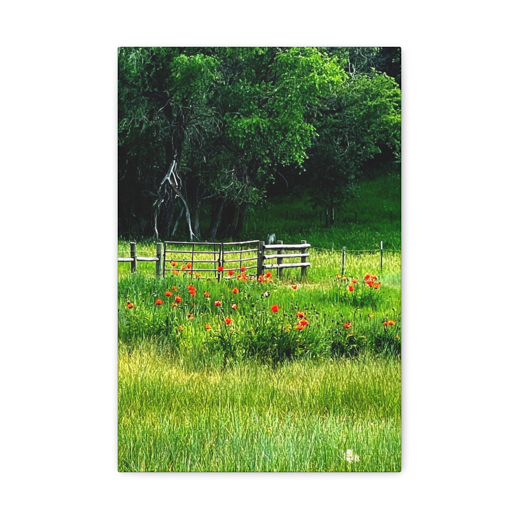 Utah Poppy Field Canvas Wrap