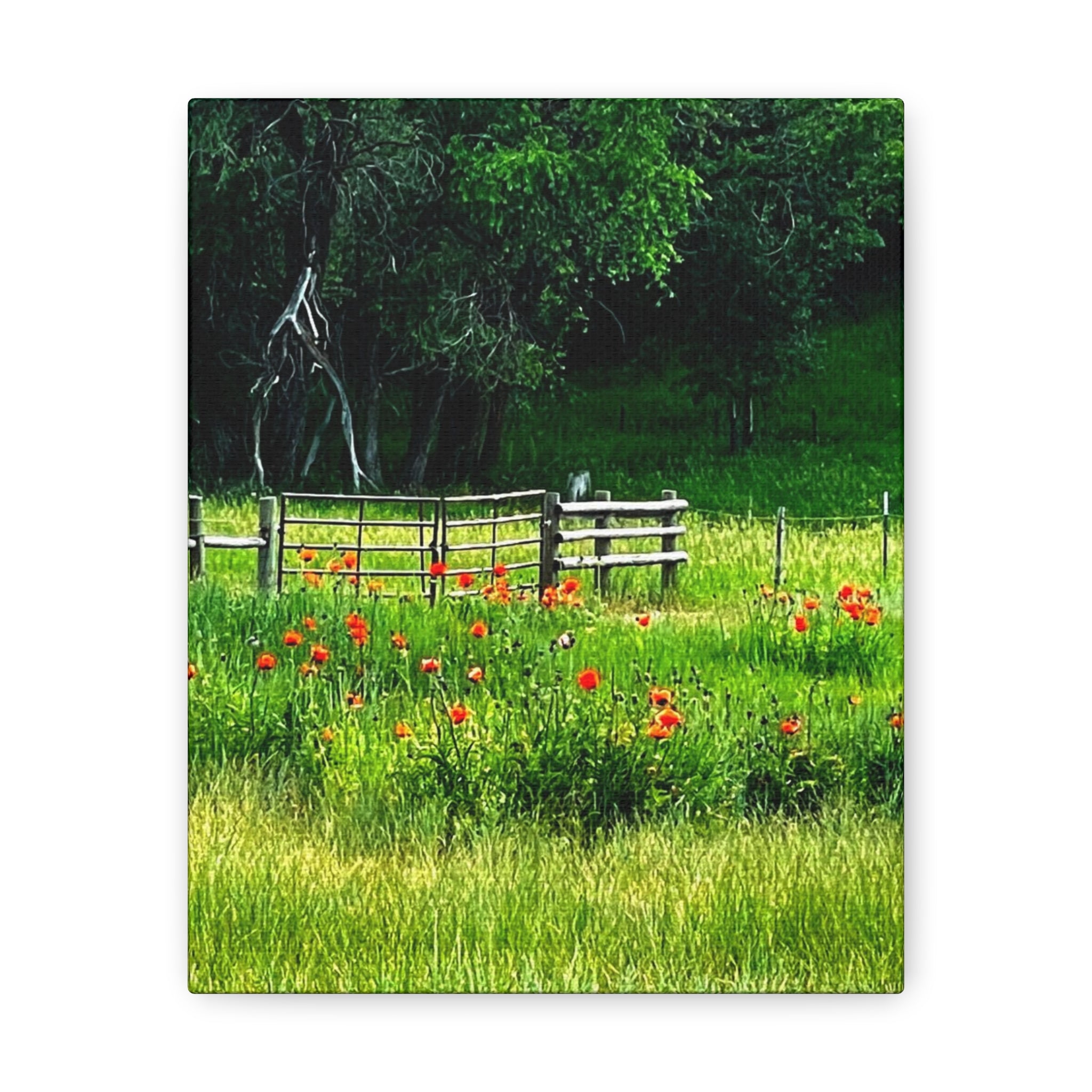 Utah Poppy Field Canvas Wrap