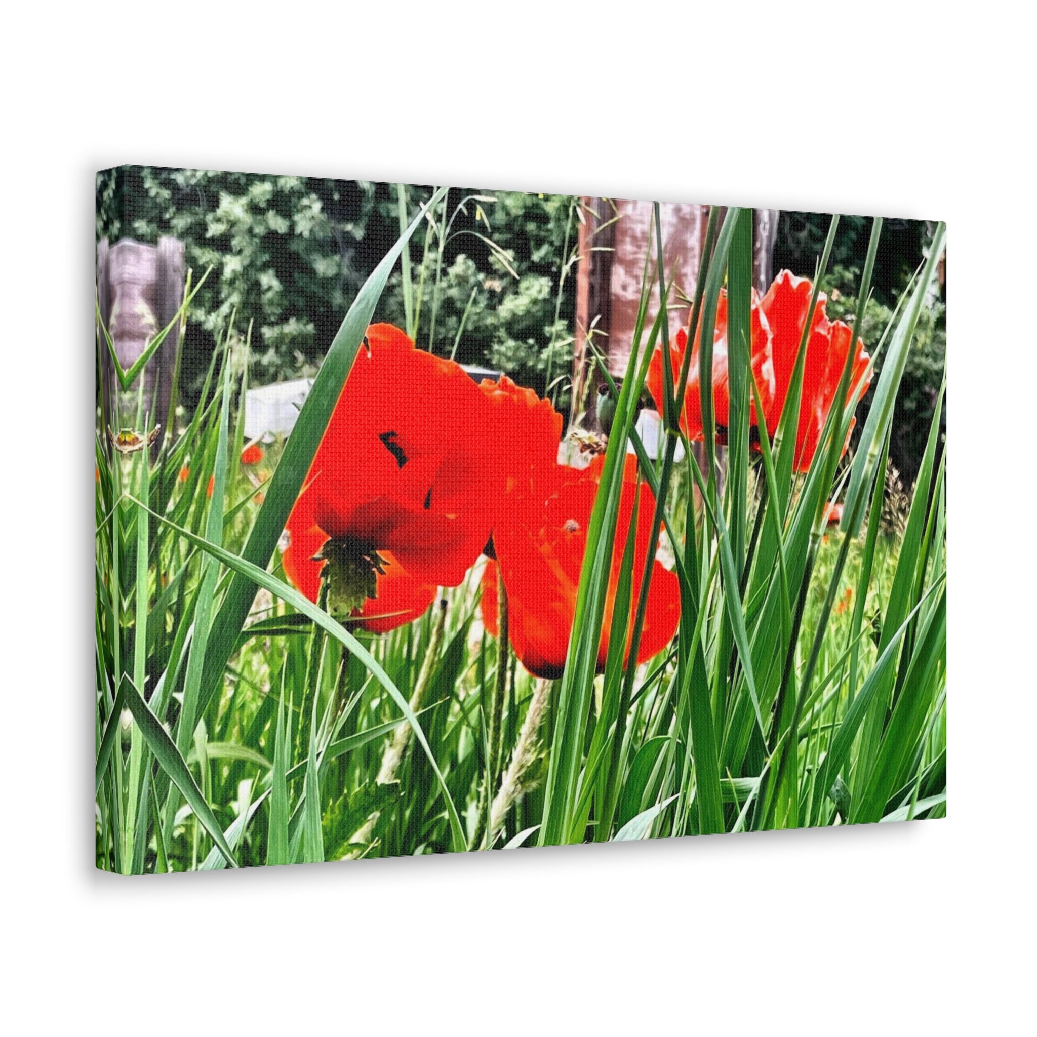 Utah Poppies Canvas Wrap