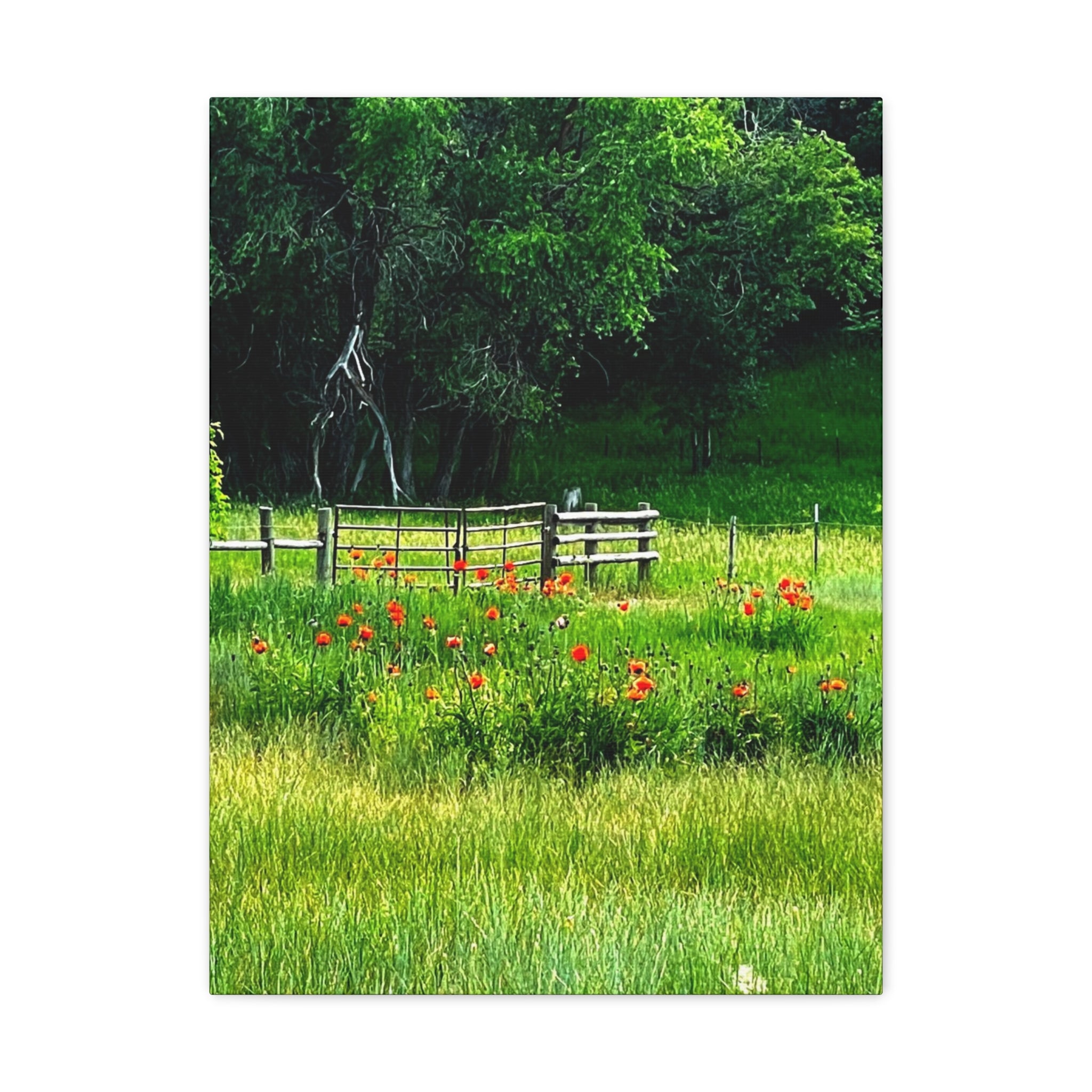 Utah Poppy Field Canvas Wrap