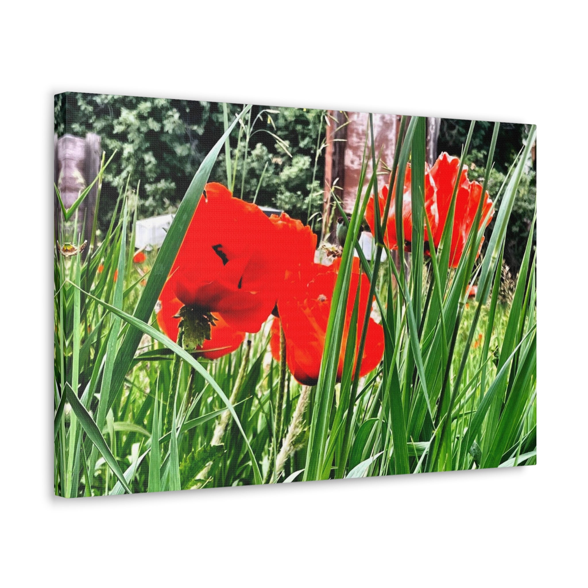 Utah Poppies Canvas Wrap