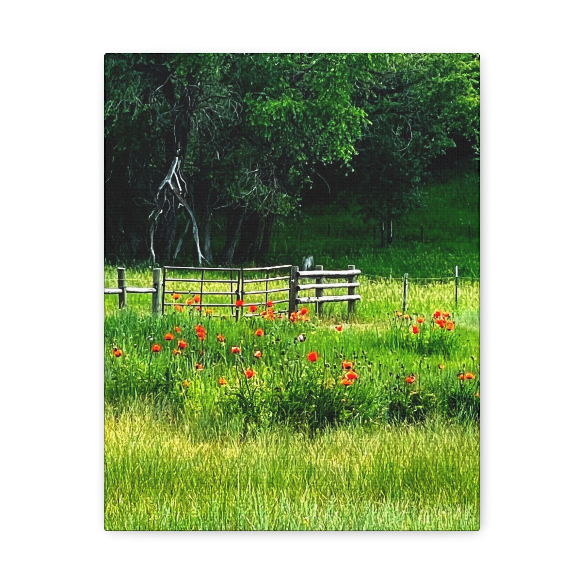 Utah Poppy Field Canvas Wrap