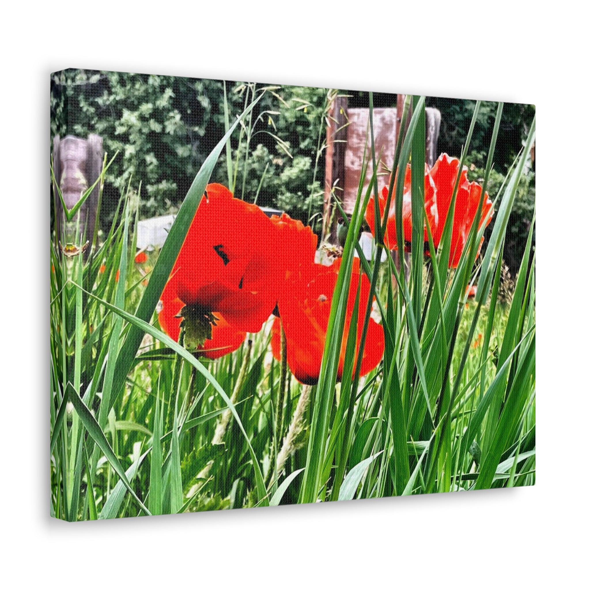 Utah Poppies Canvas Wrap