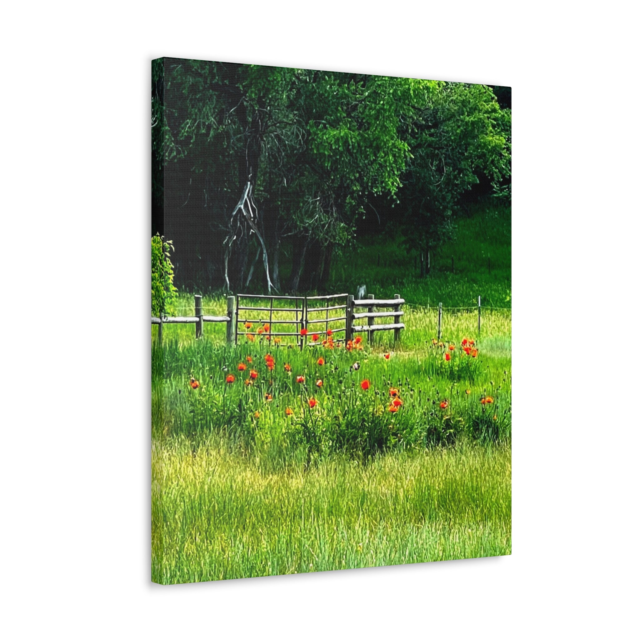 Utah Poppy Field Canvas Wrap