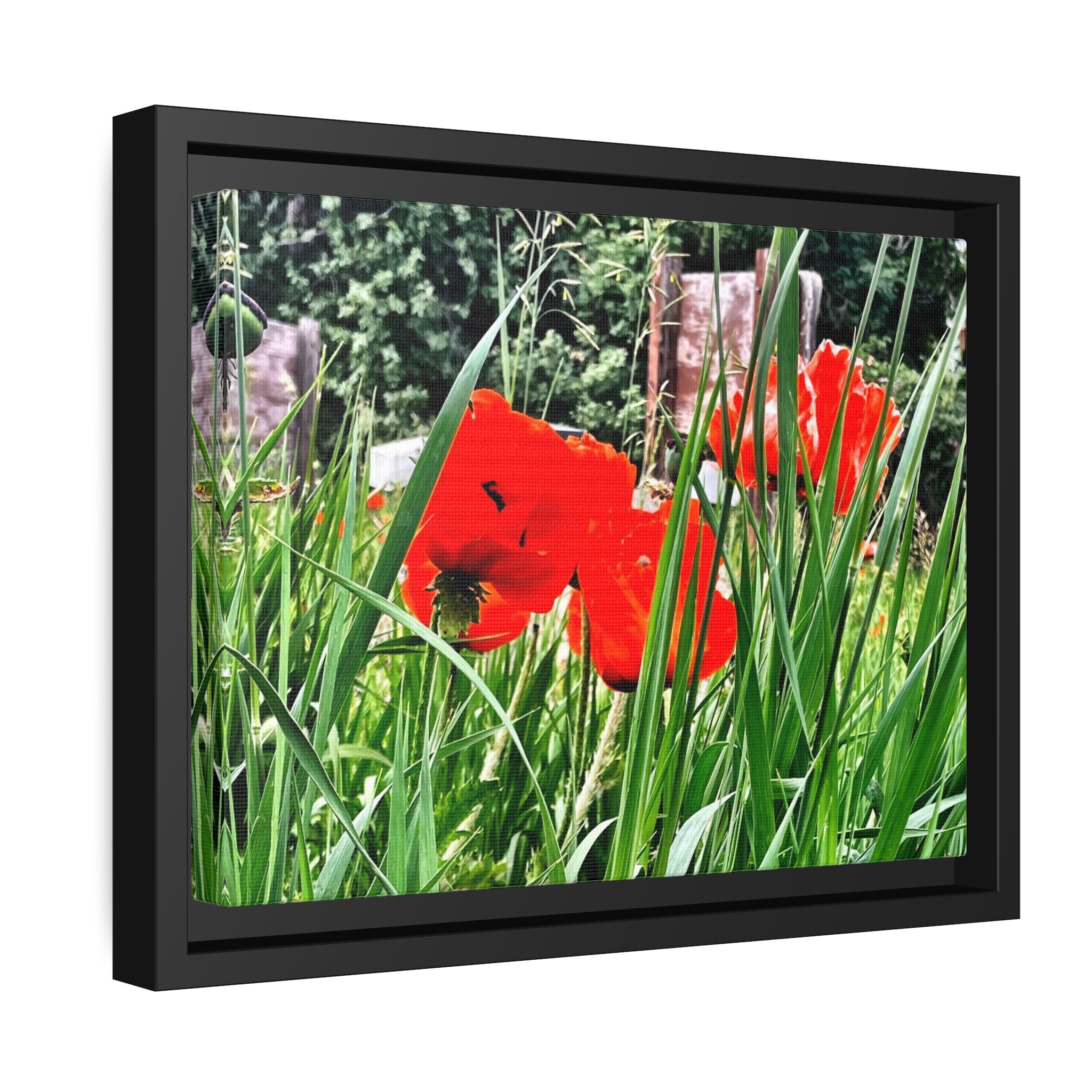 Utah Poppies, Matte Canvas, Black Frame