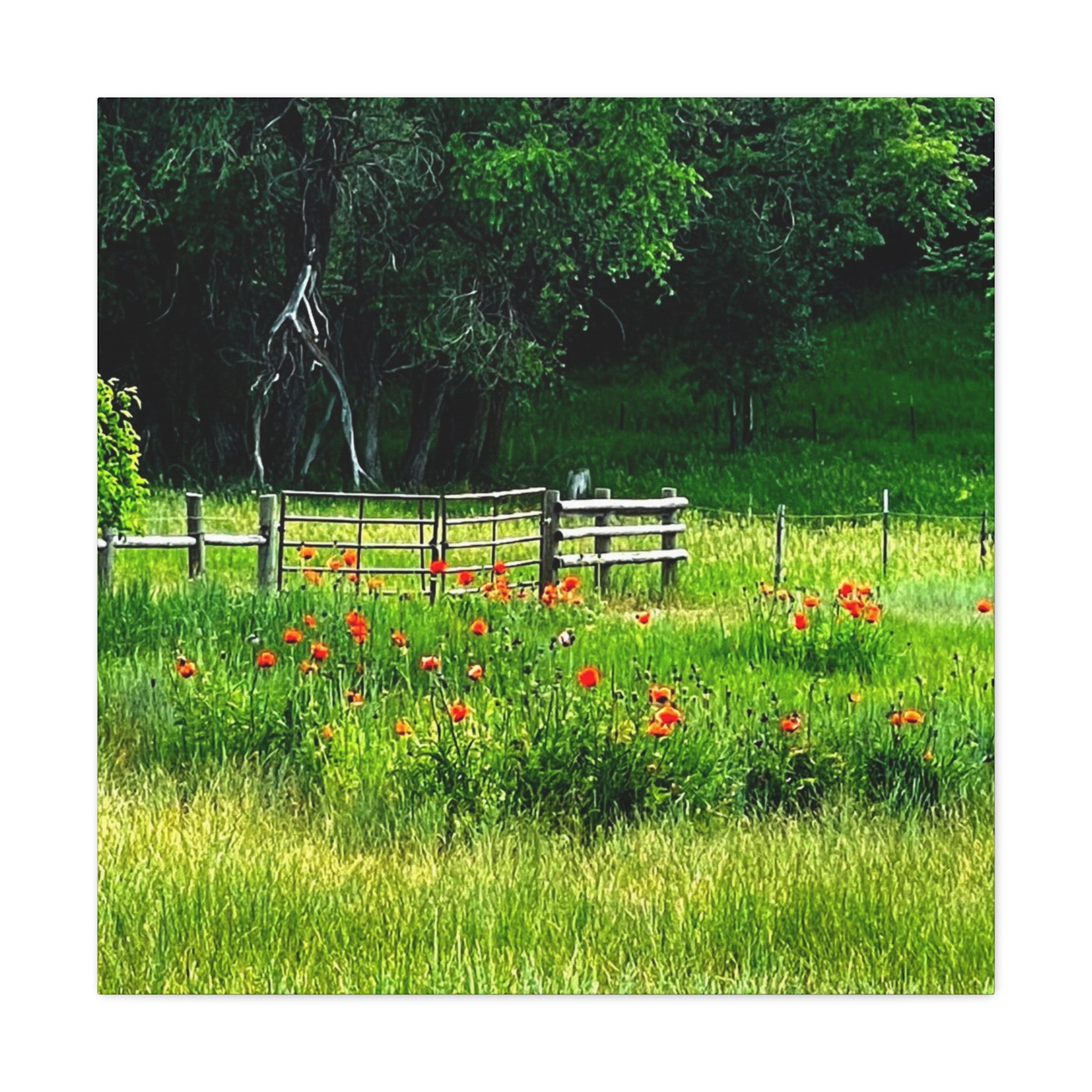 Utah Poppy Field Canvas Wrap