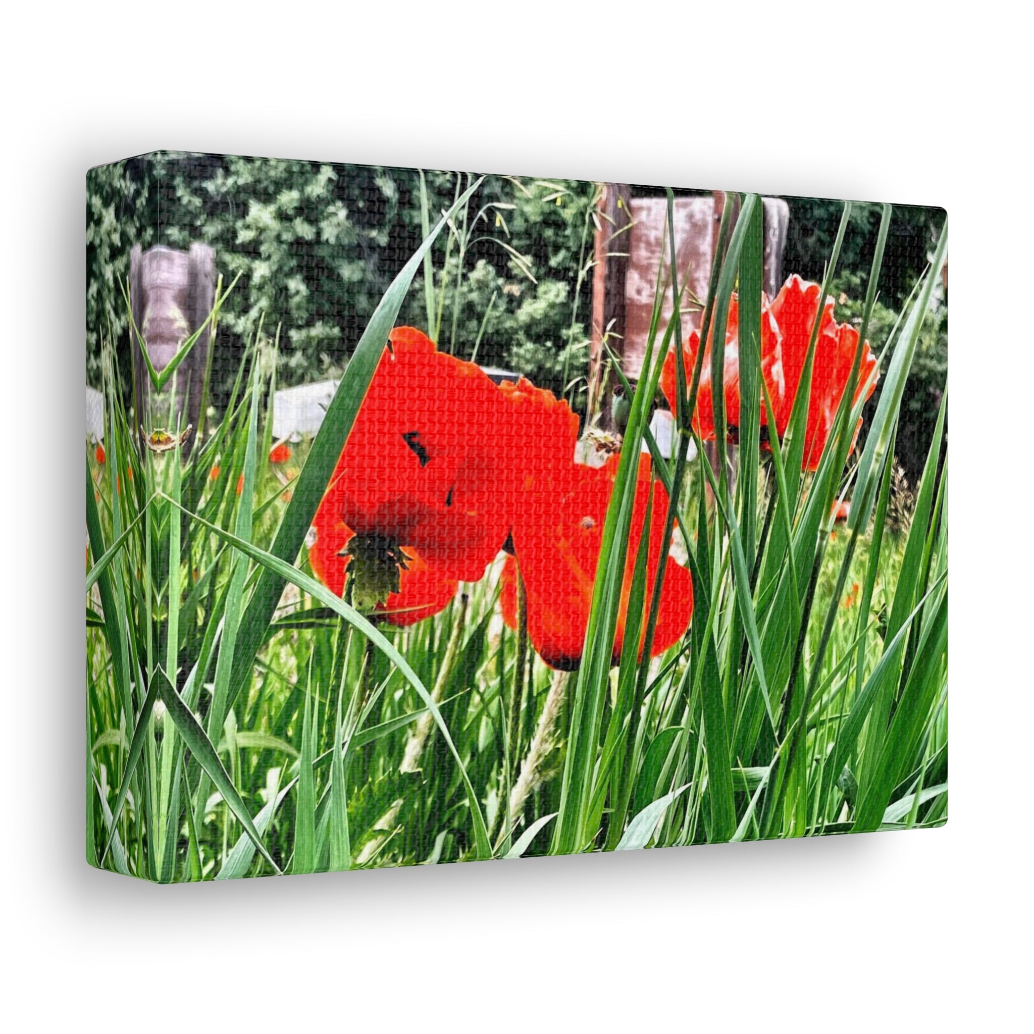 Utah Poppies Canvas Wrap