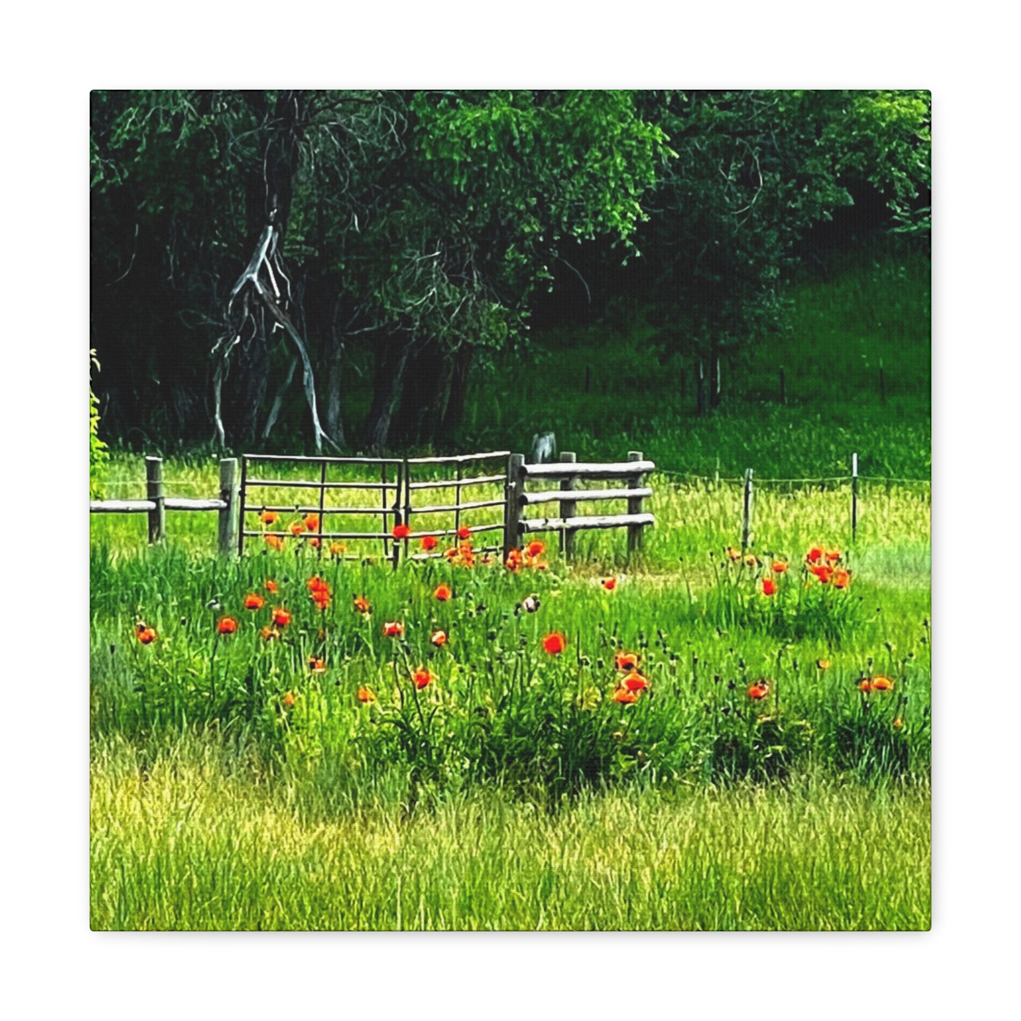 Utah Poppy Field Canvas Wrap