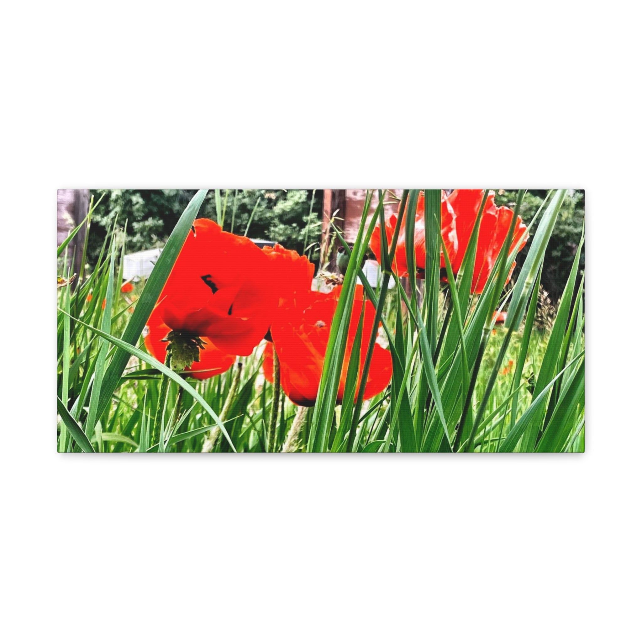 Utah Poppies Canvas Wrap