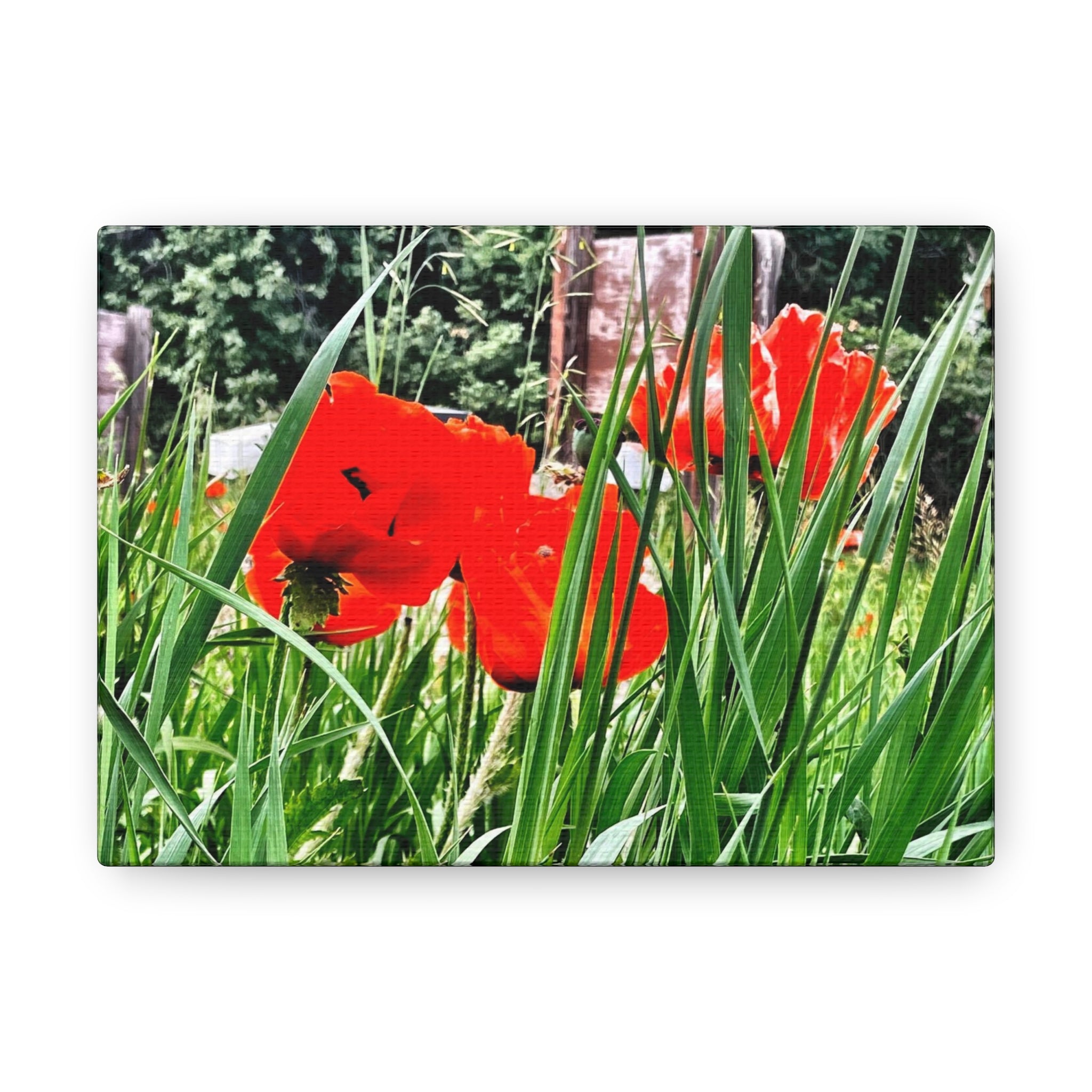 Utah Poppies Canvas Wrap