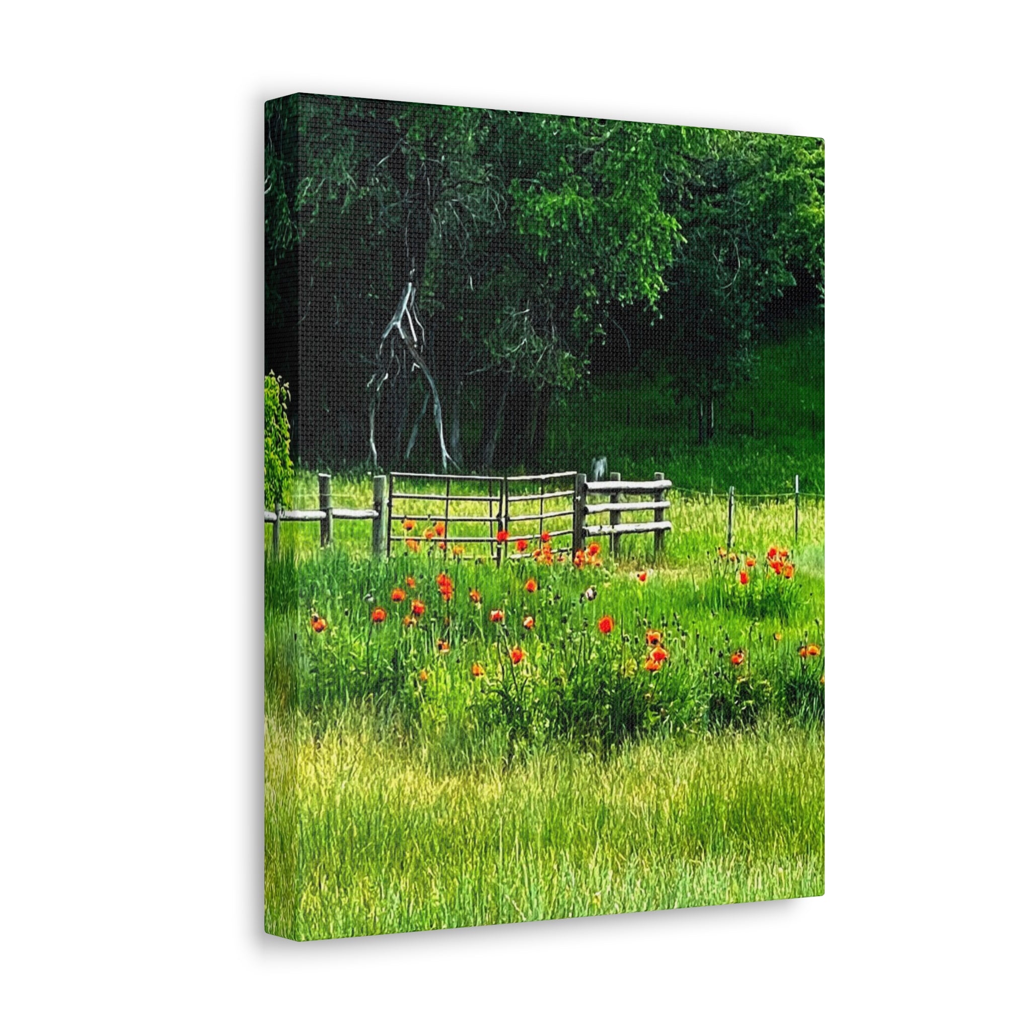 Utah Poppy Field Canvas Wrap