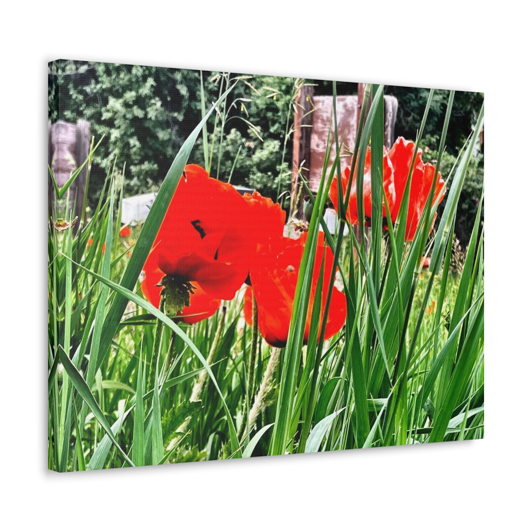 Utah Poppies Canvas Wrap