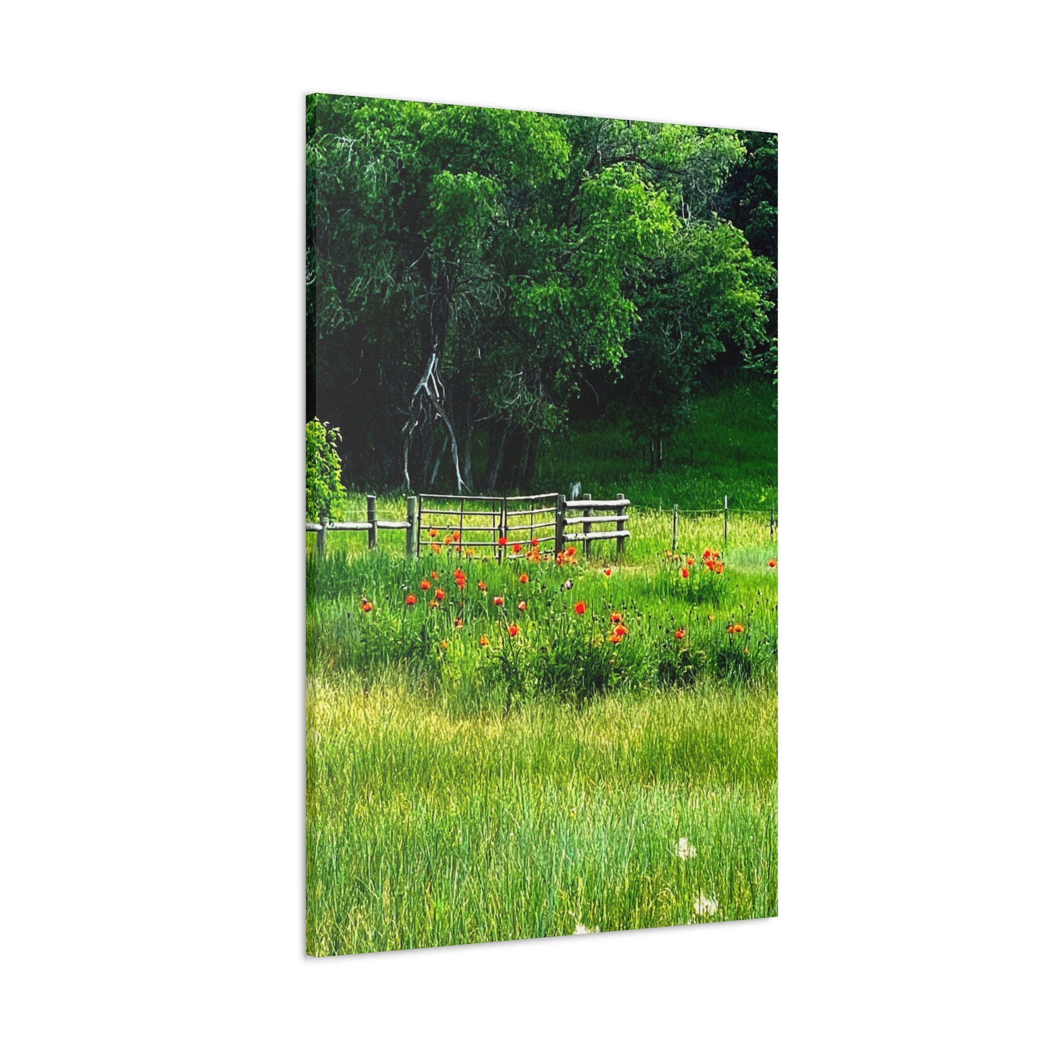 Utah Poppy Field Canvas Wrap