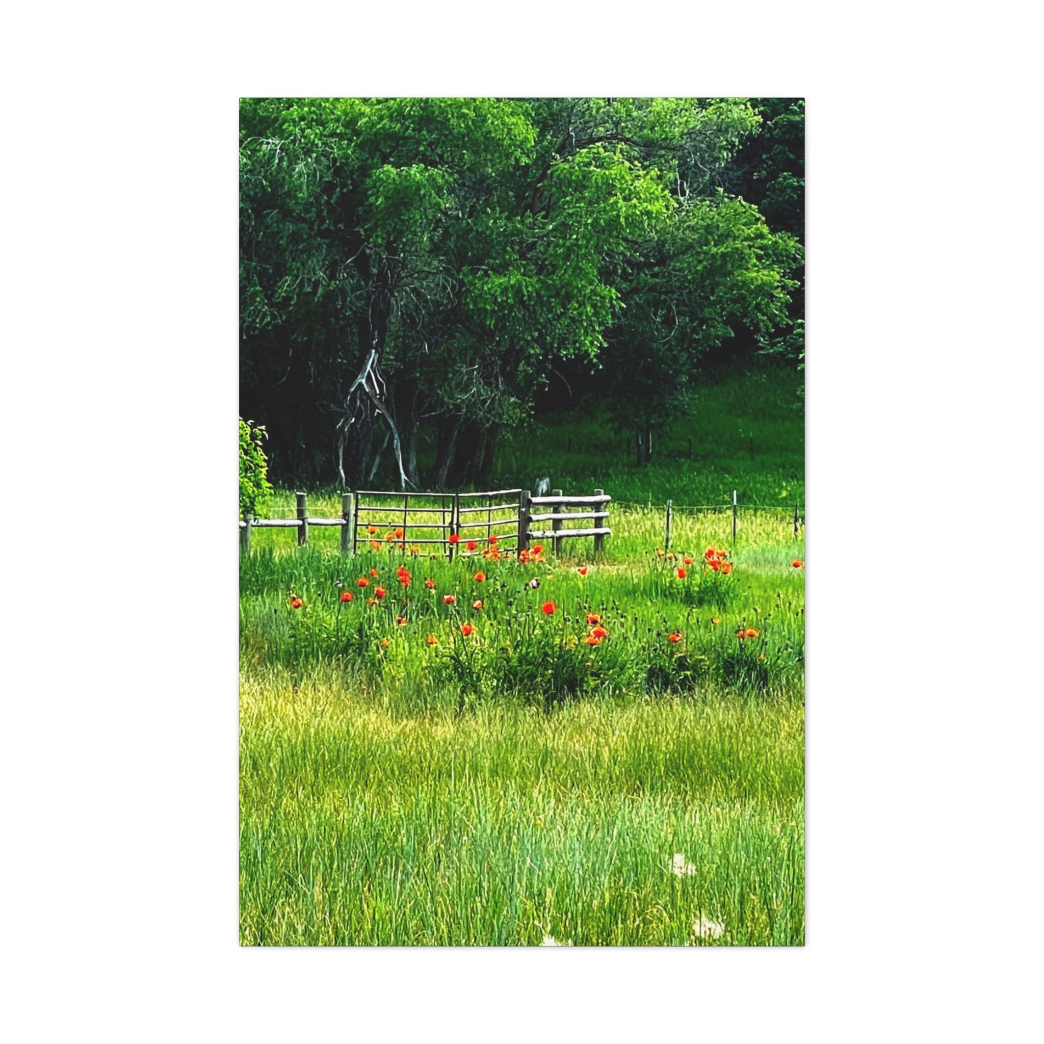 Utah Poppy Field Canvas Wrap