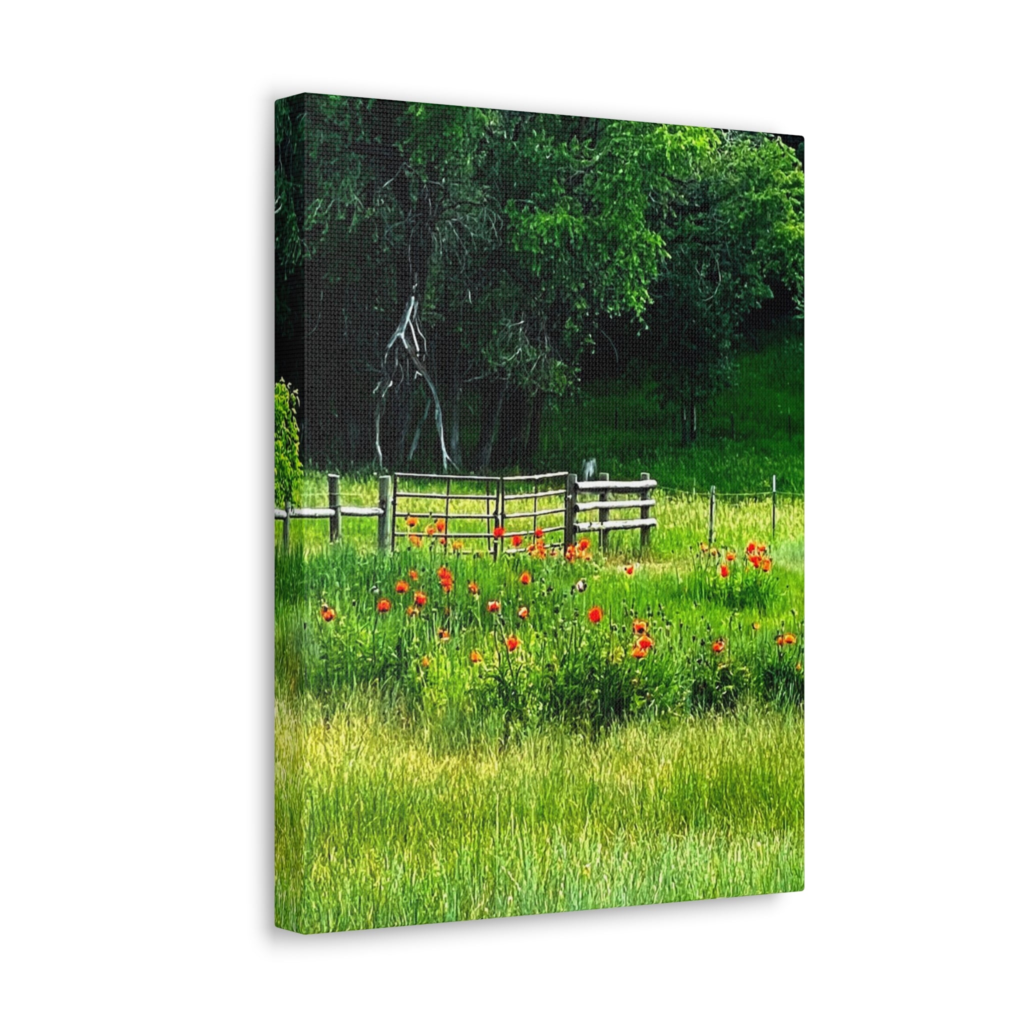 Utah Poppy Field Canvas Wrap