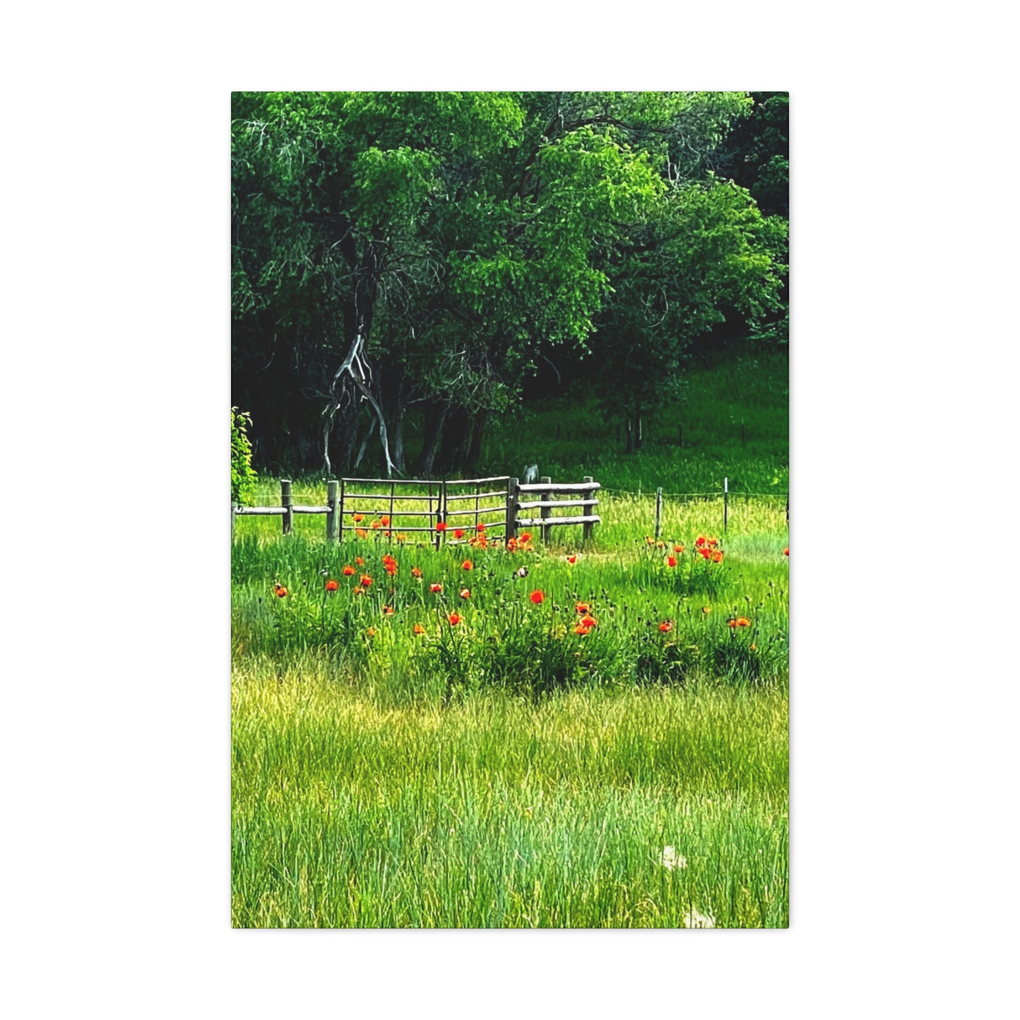 Utah Poppy Field Canvas Wrap