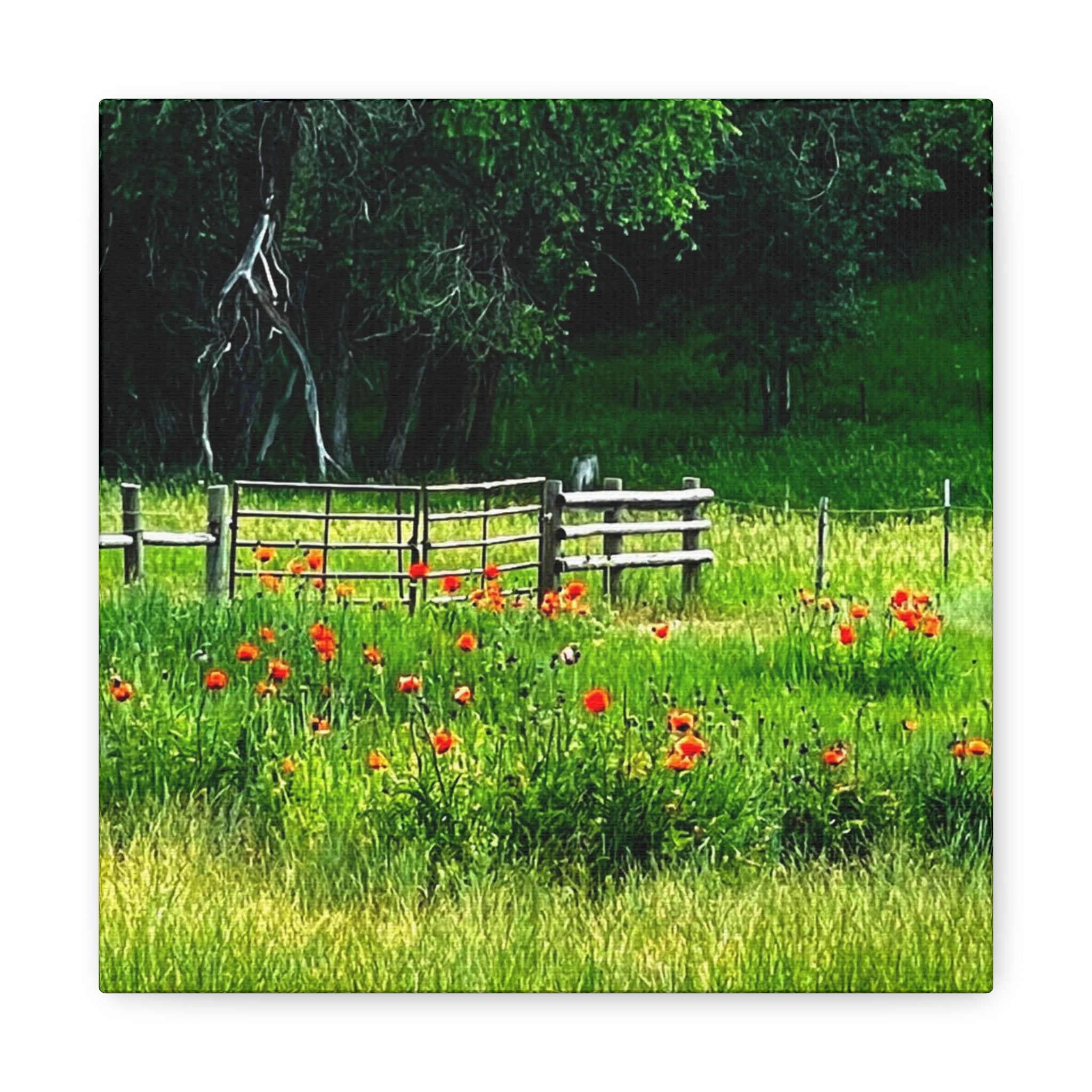 Utah Poppy Field Canvas Wrap