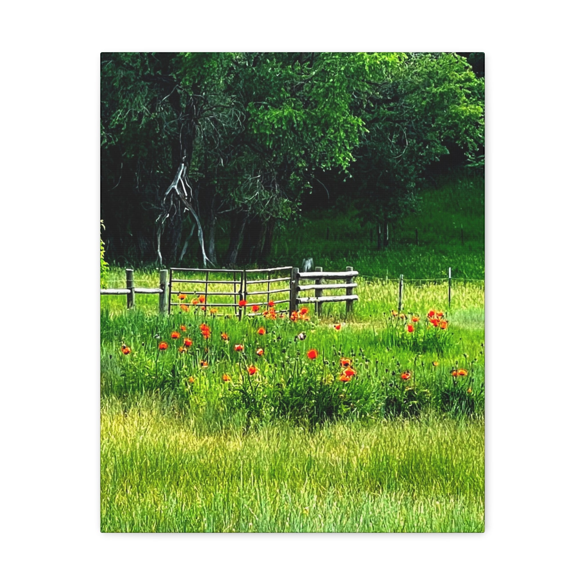 Utah Poppy Field Canvas Wrap