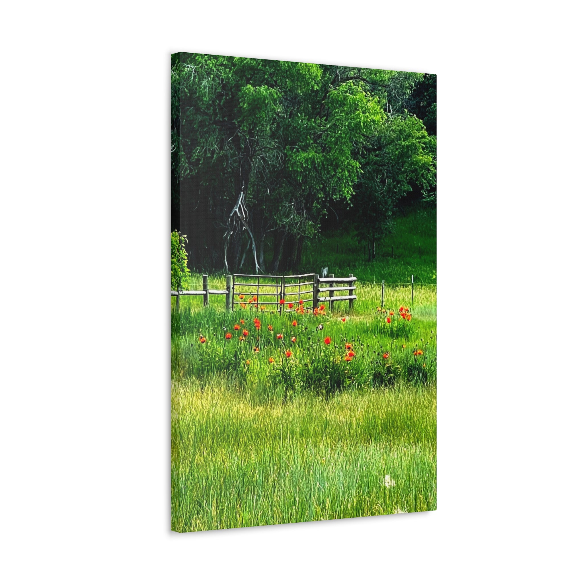 Utah Poppy Field Canvas Wrap