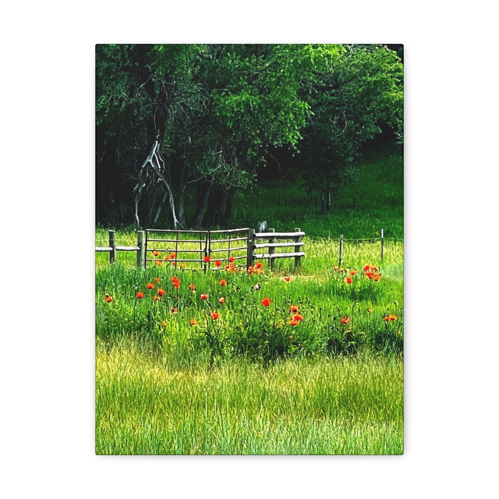 Utah Poppy Field Canvas Wrap