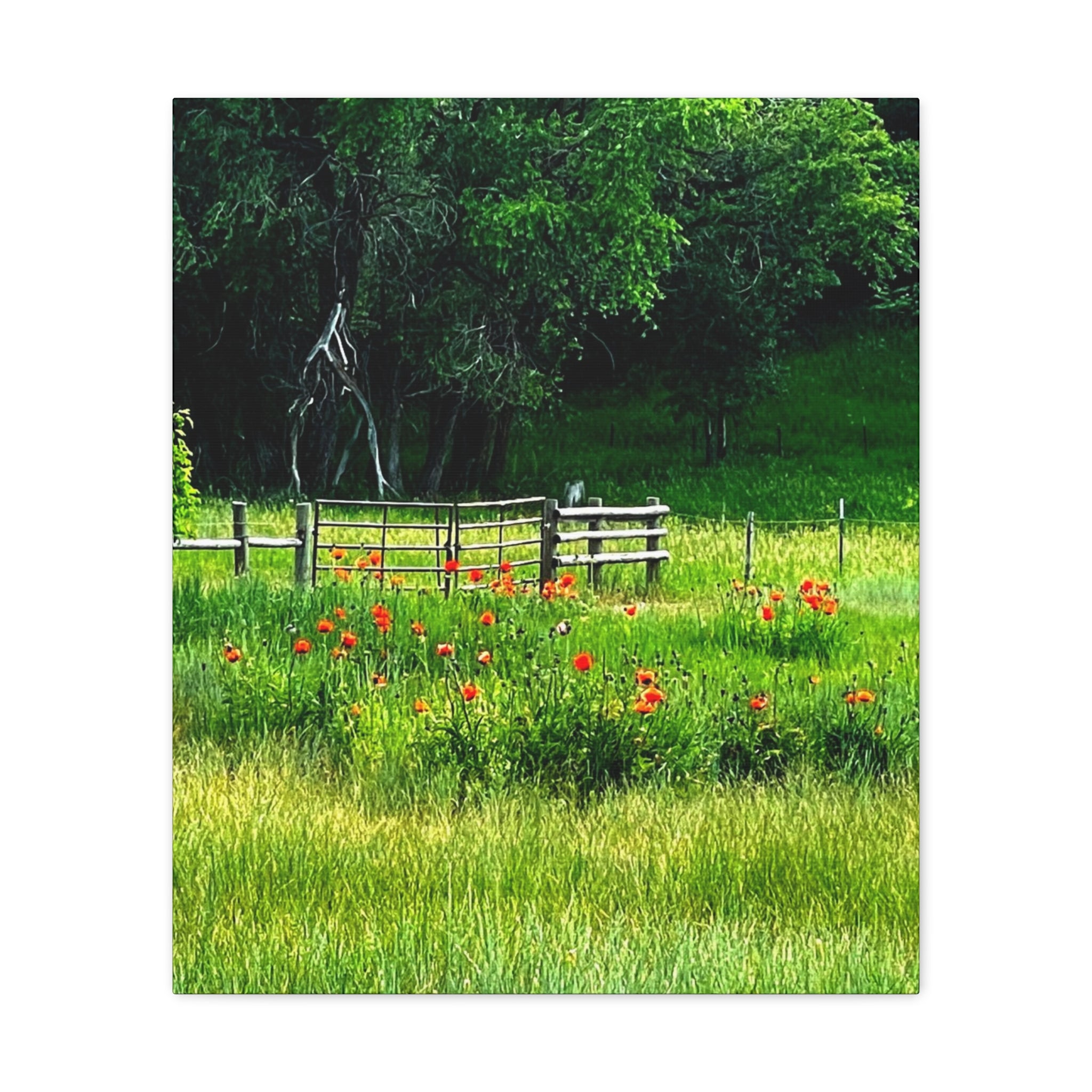 Utah Poppy Field Canvas Wrap