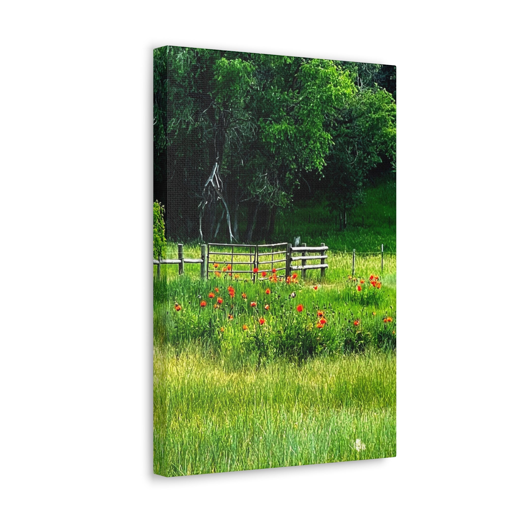 Utah Poppy Field Canvas Wrap