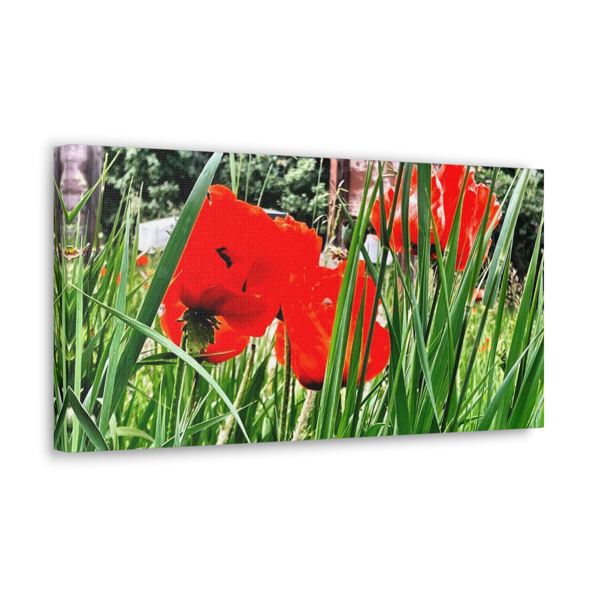 Utah Poppies Canvas Wrap