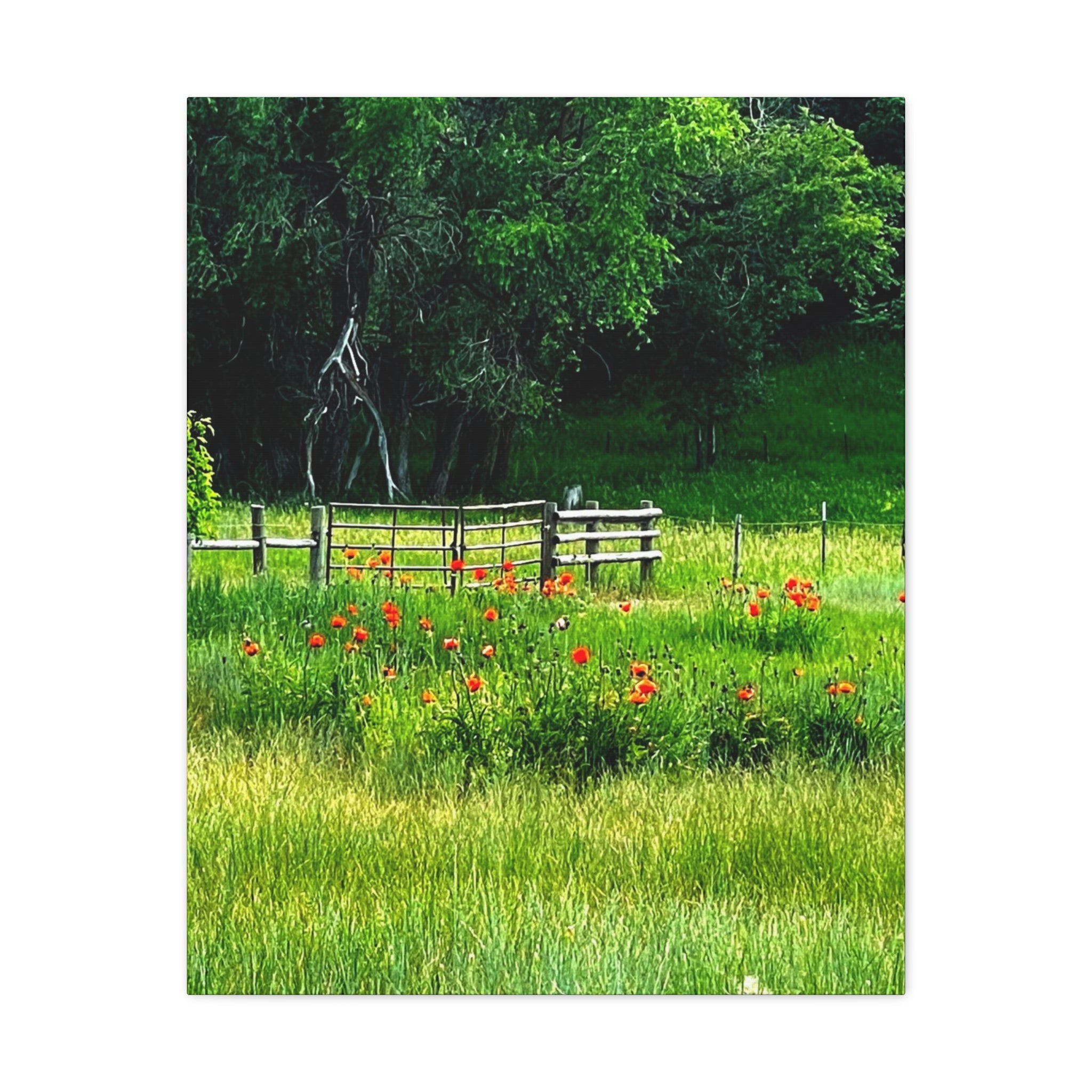 Utah Poppy Field Canvas Wrap