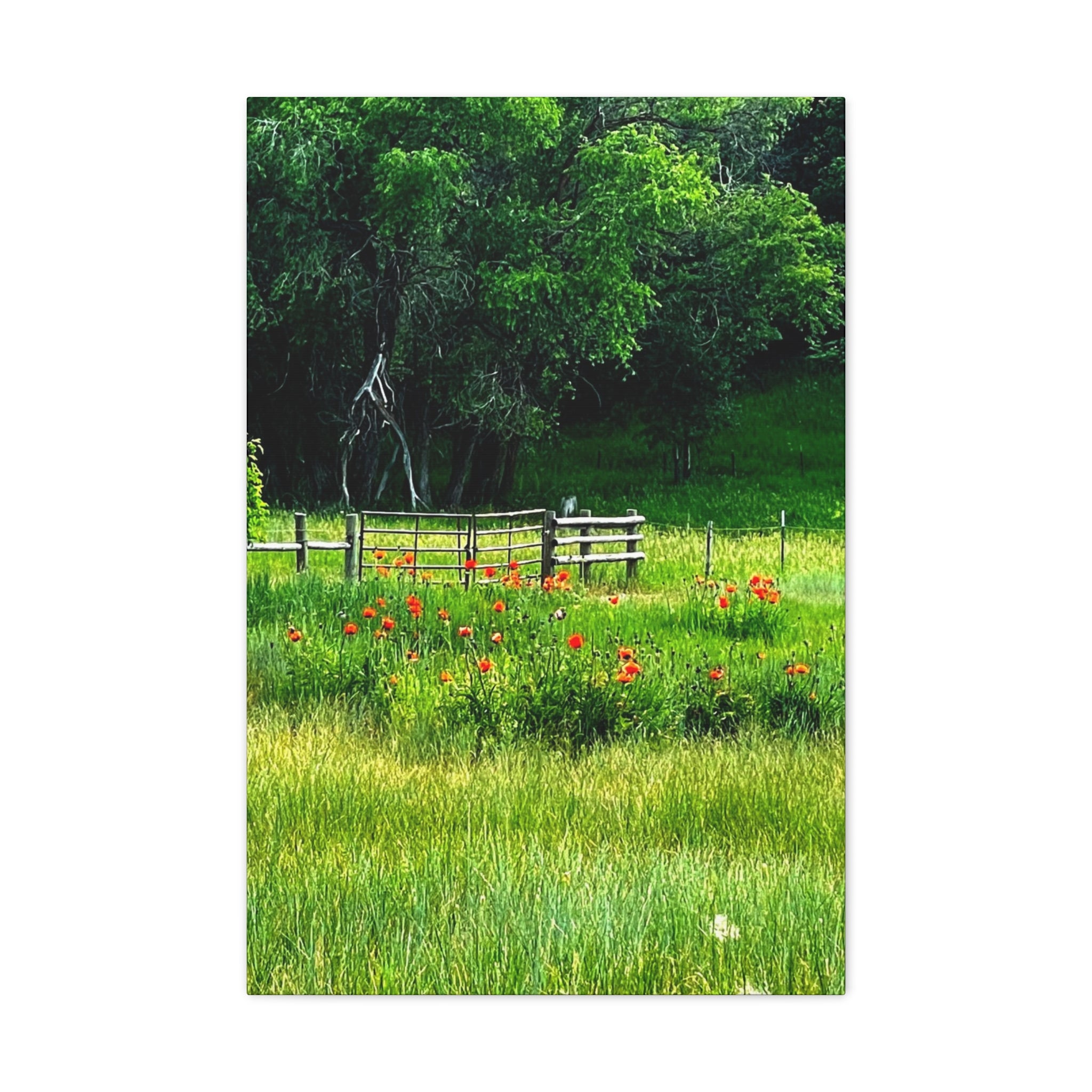 Utah Poppy Field Canvas Wrap