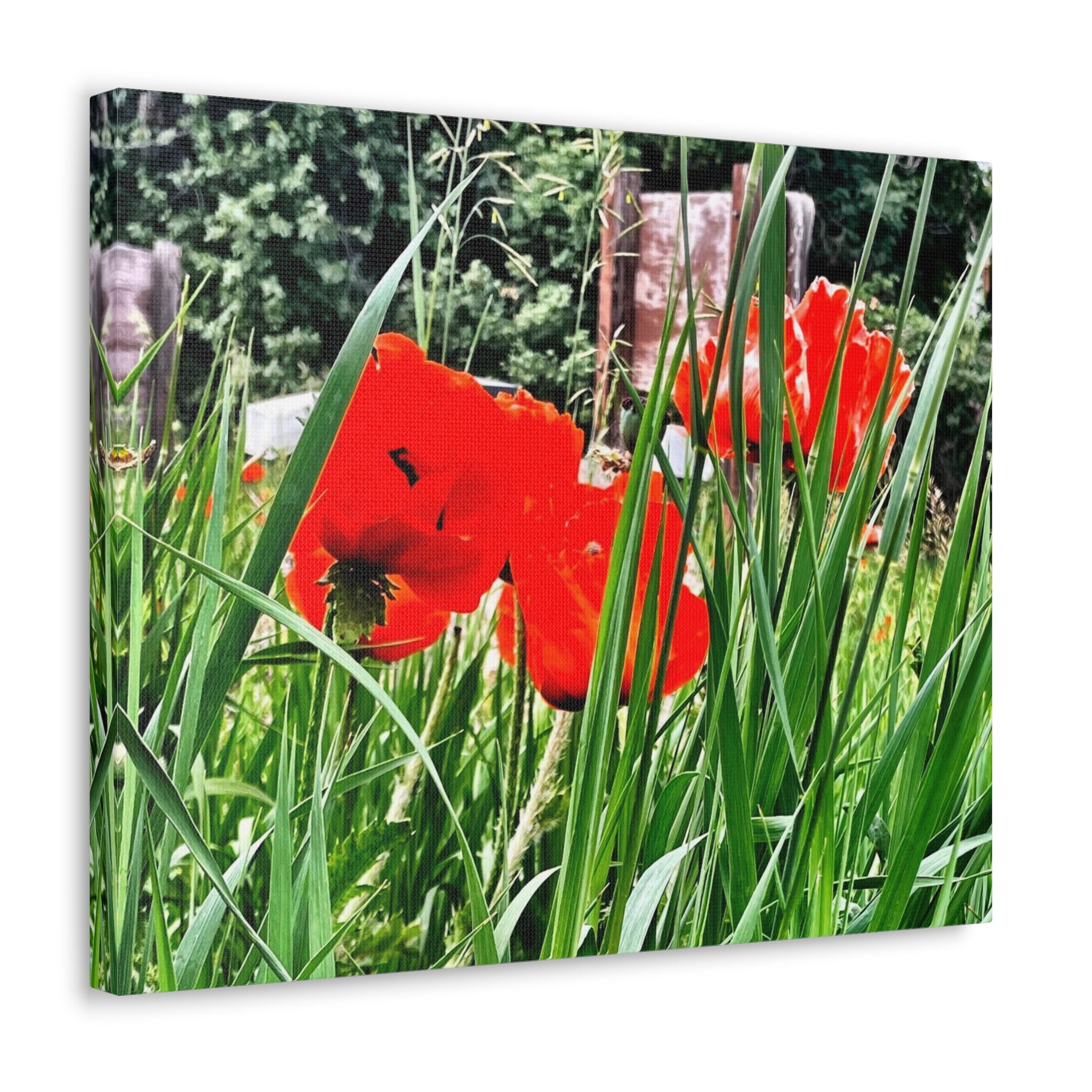 Utah Poppies Canvas Wrap