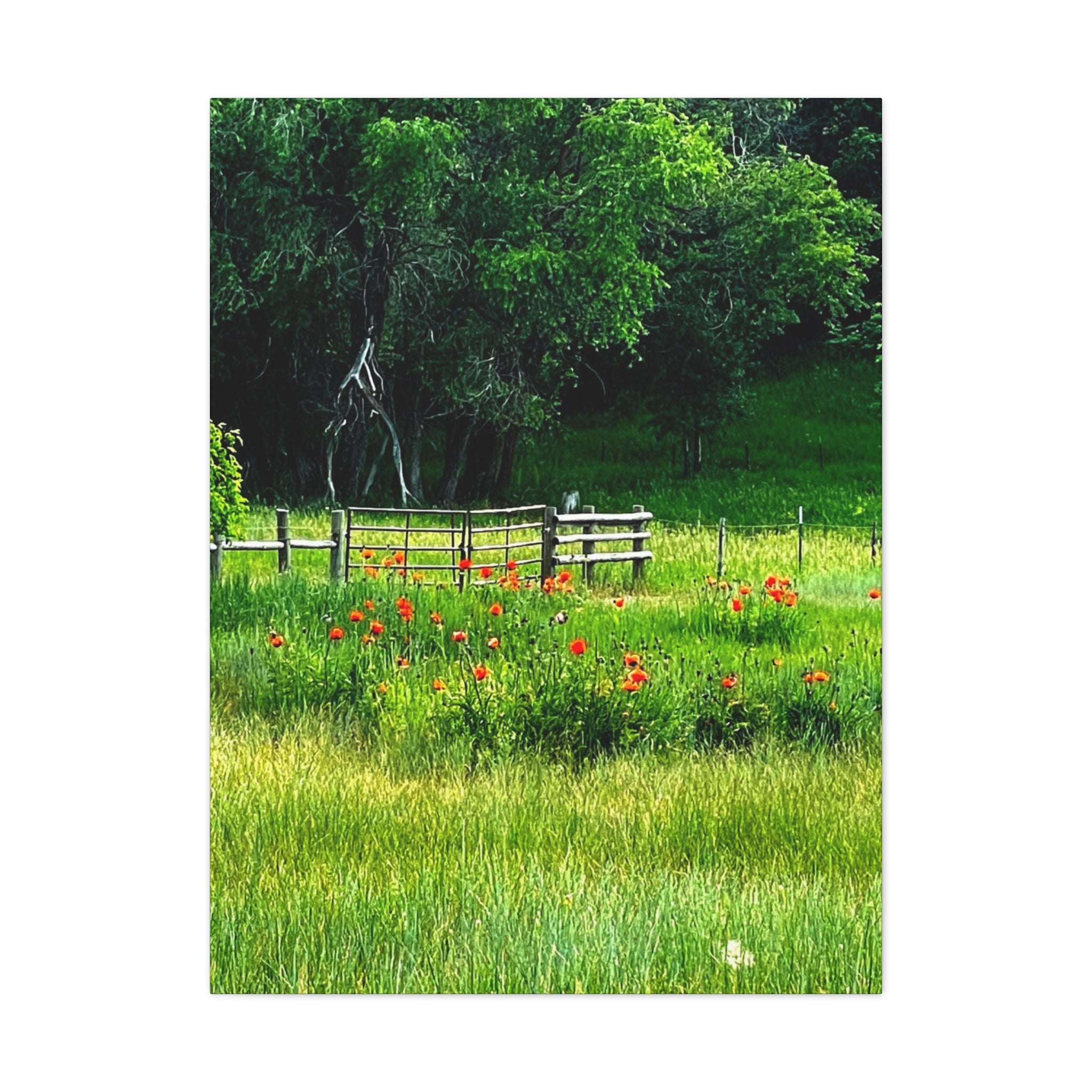 Utah Poppy Field Canvas Wrap