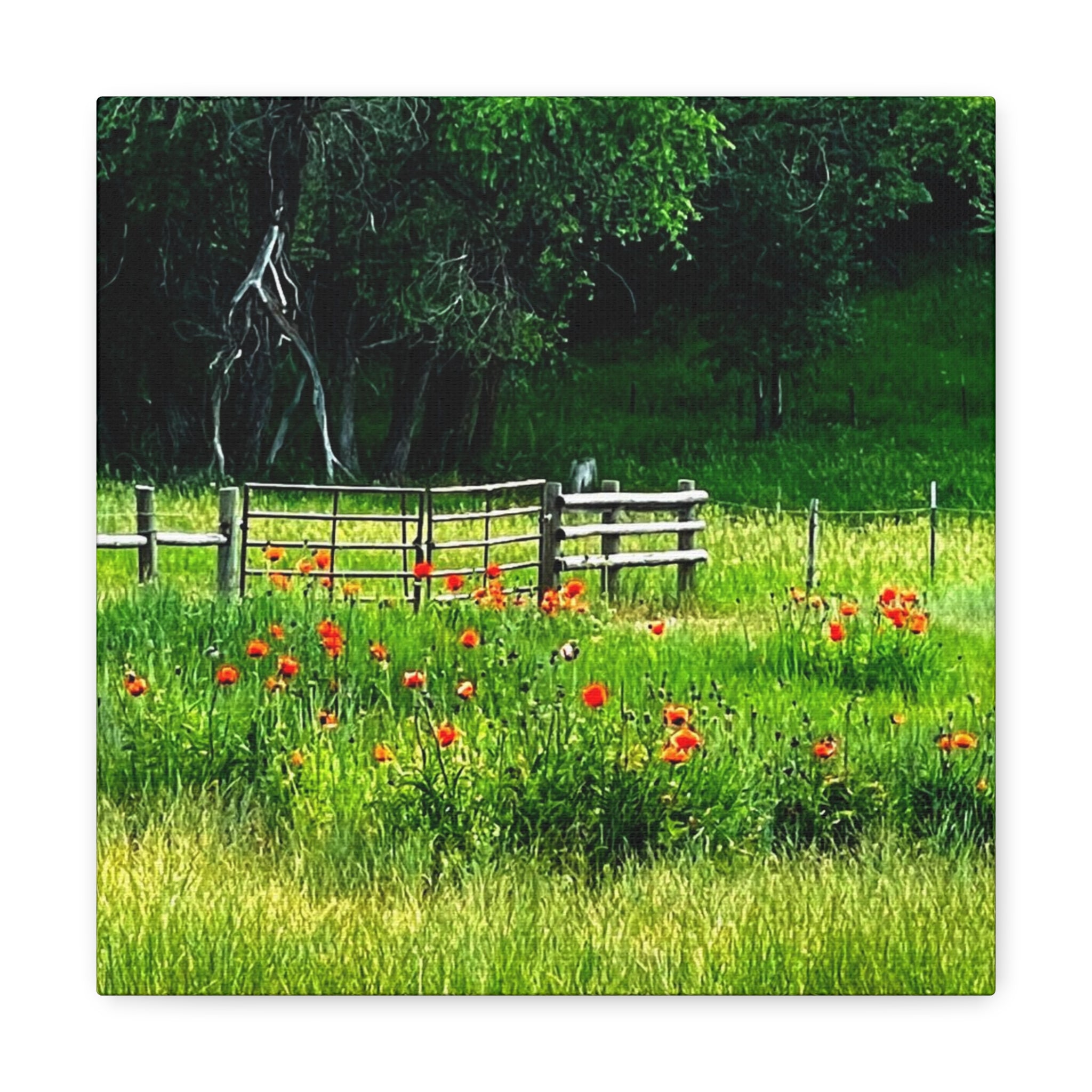 Utah Poppy Field Canvas Wrap