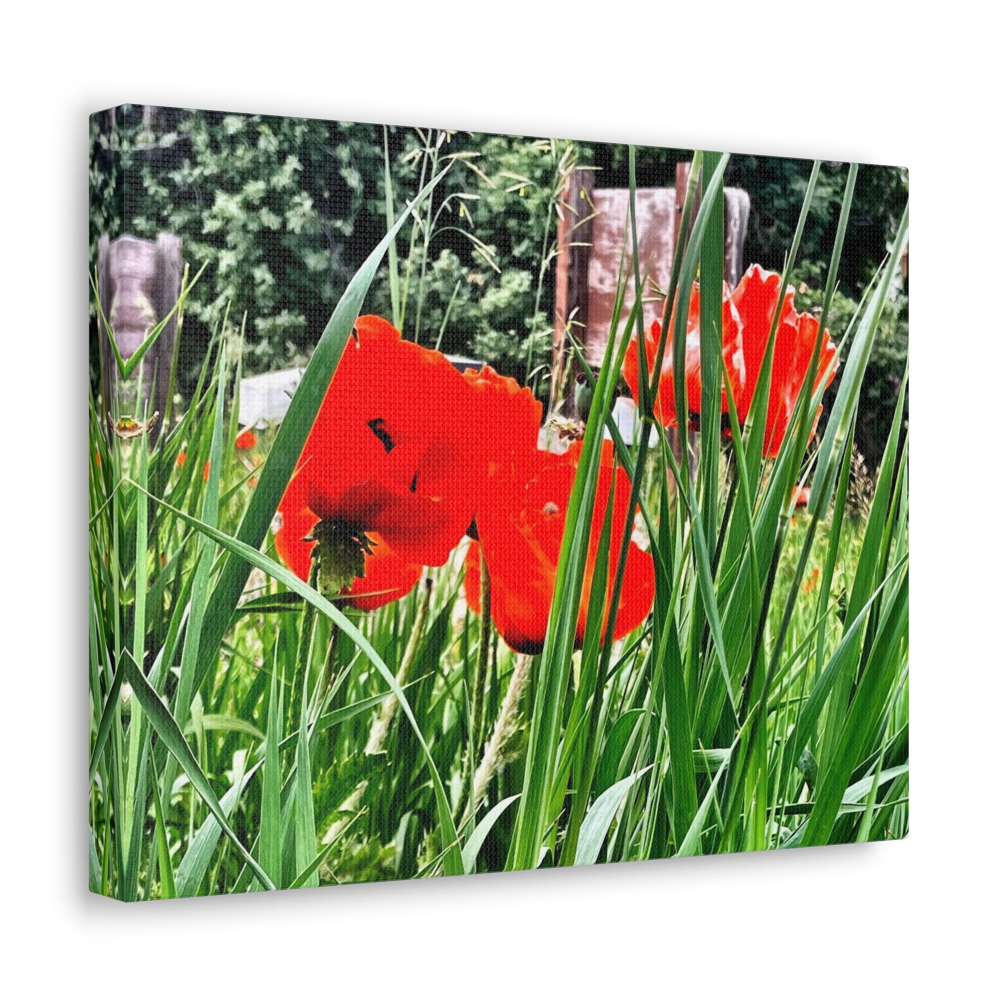 Utah Poppies Canvas Wrap